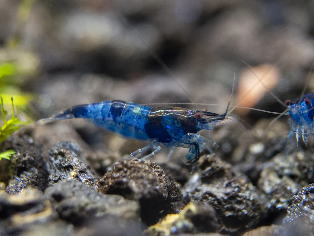 Blue Rili Shrimp (Neocaridina davidi), Tank-Bred - Nestor' Aquariums & Pets