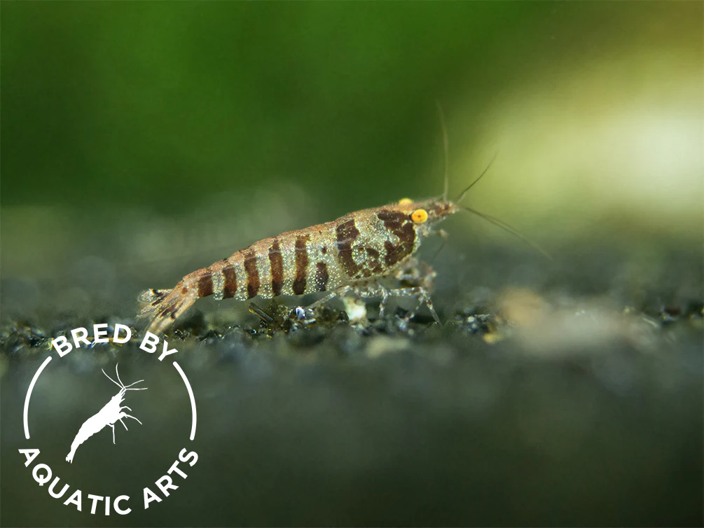 Bred By Aquatic Arts Caridina Combo Box (Caridina spp.) - Nestor' Aquariums & Pets