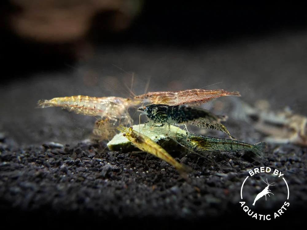 Bred By Aquatic Arts Neocaridina Shrimp Combo Box (Neocaridina davidi) - Nestor' Aquariums & Pets