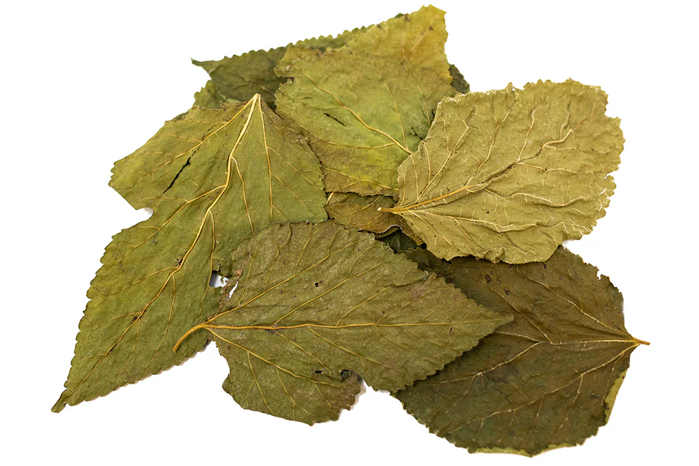 Mulberry Leaves - Nestor' Aquariums & Pets