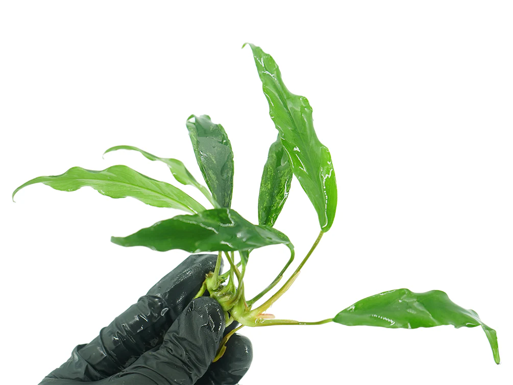 Anubias barteri var. glabra 'Minima' - Nestor' Aquariums & Pets