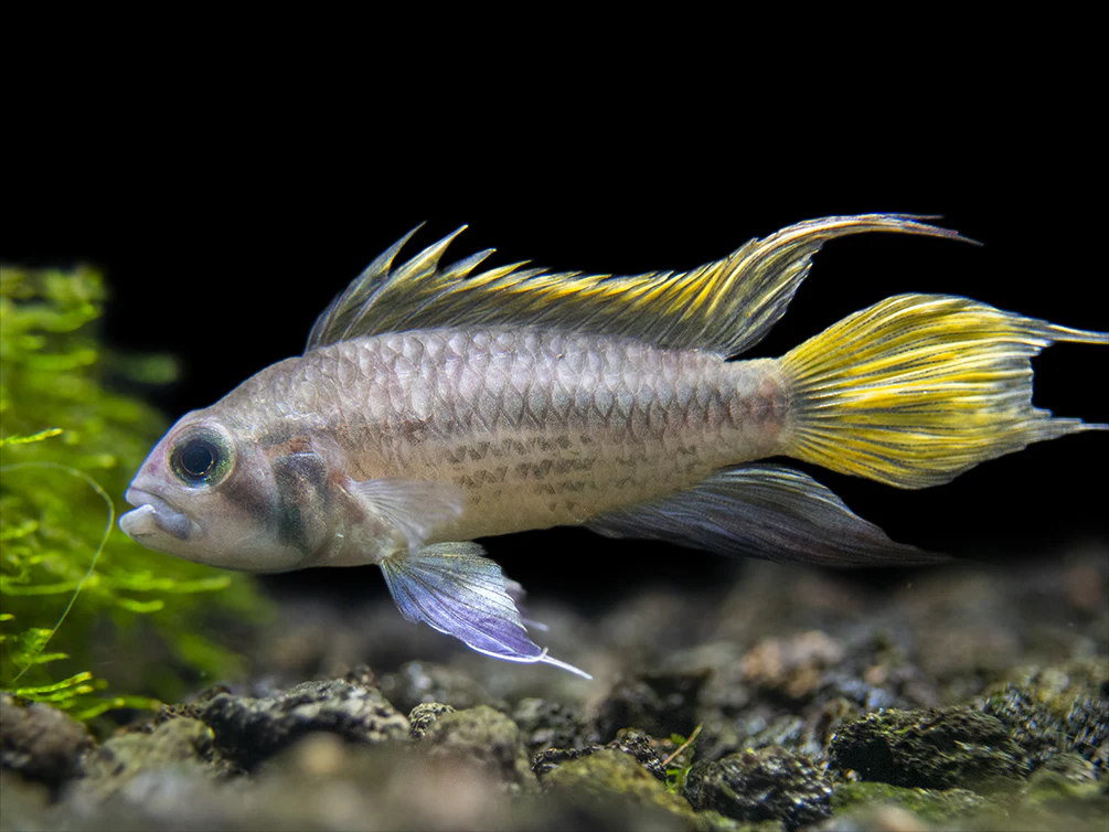 Yellow Flash Cockatoo Dwarf Cichlid (Apistogramma cacatuoides), Tank-Bred - Nestor' Aquariums & Pets