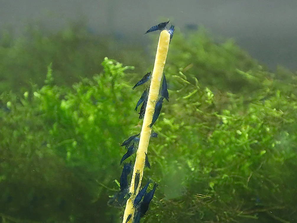 KatsAquatics Shrimpsicles – 10-Pack Variety of Calcium-Rich Shrimp Treat Sticks - Nestor' Aquariums & Pets
