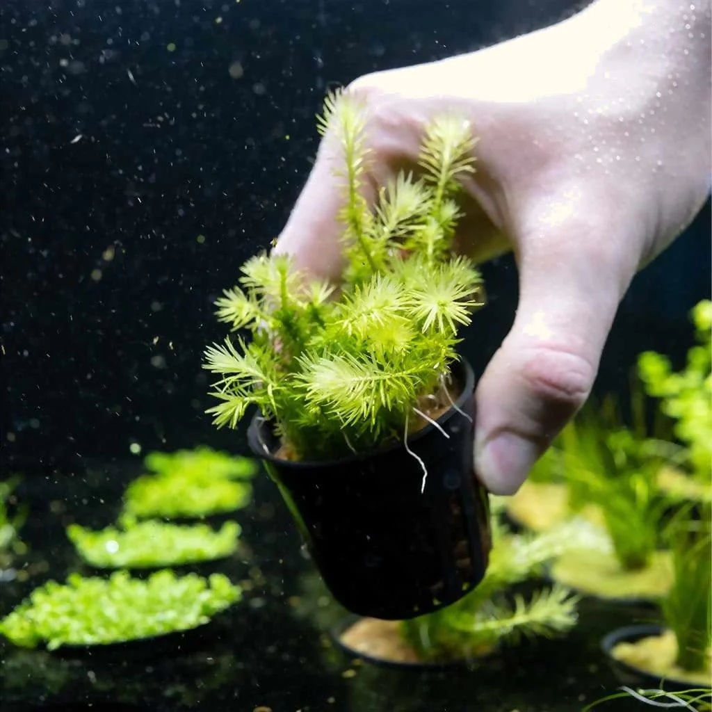 Mayaca Fluviatilis - Nestor' Aquariums & Pets