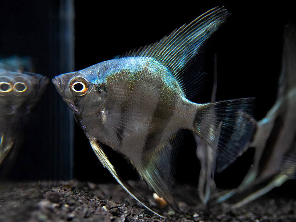 Blue Diamond Angelfish (Pterophyllum scalare) - Tank-Bred! - Nestor' Aquariums & Pets