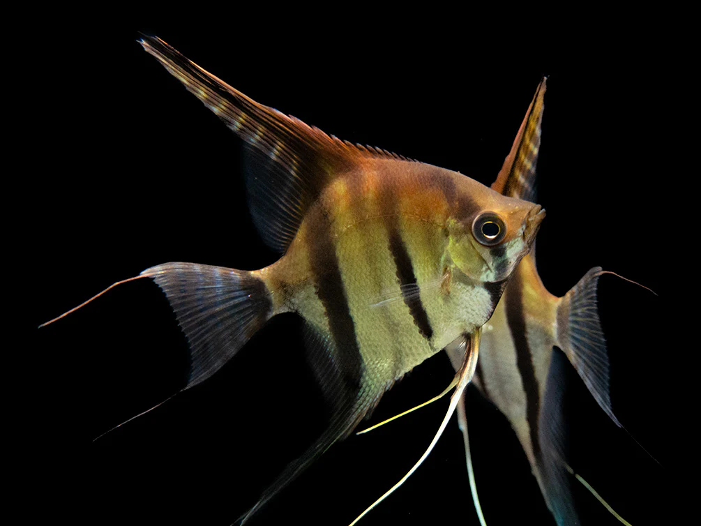 Red Shoulder Manacapuru Angelfish (Pterophyllum scalare) - TANK-BRED!!! - Nestor' Aquariums & Pets