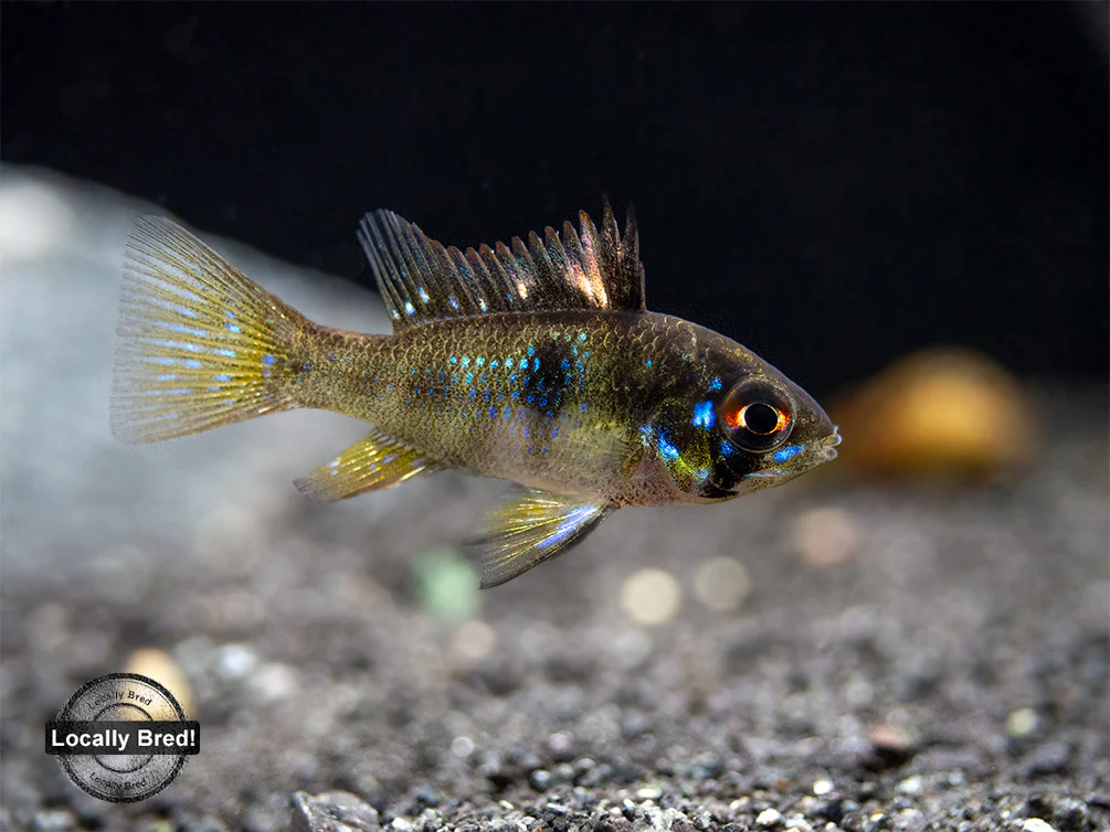 German Blue Ram Dwarf Cichlid (Mikrogeophagus ramirezi) - LOCALLY BRED!!! - Nestor' Aquariums & Pets