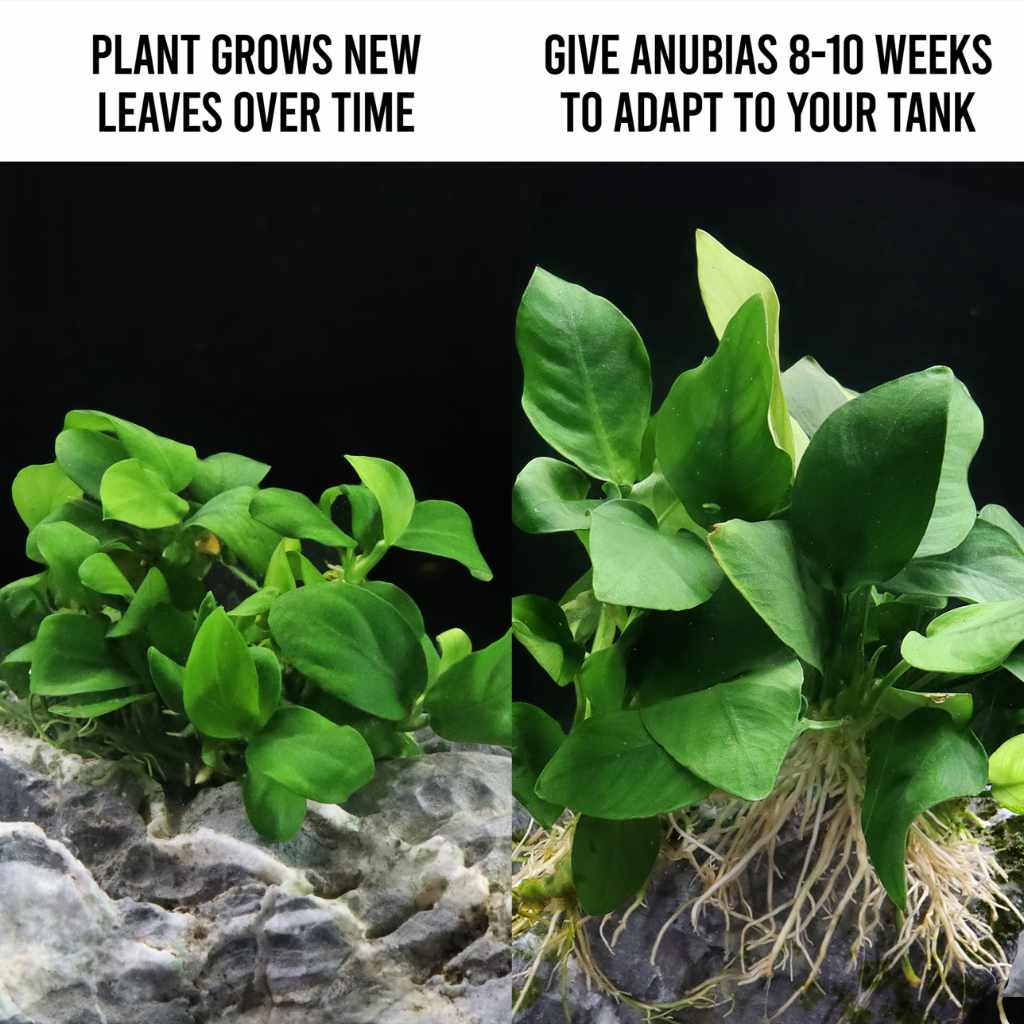 Anubias Barteri Nana Tissue Culture - Nestor' Aquariums & Pets