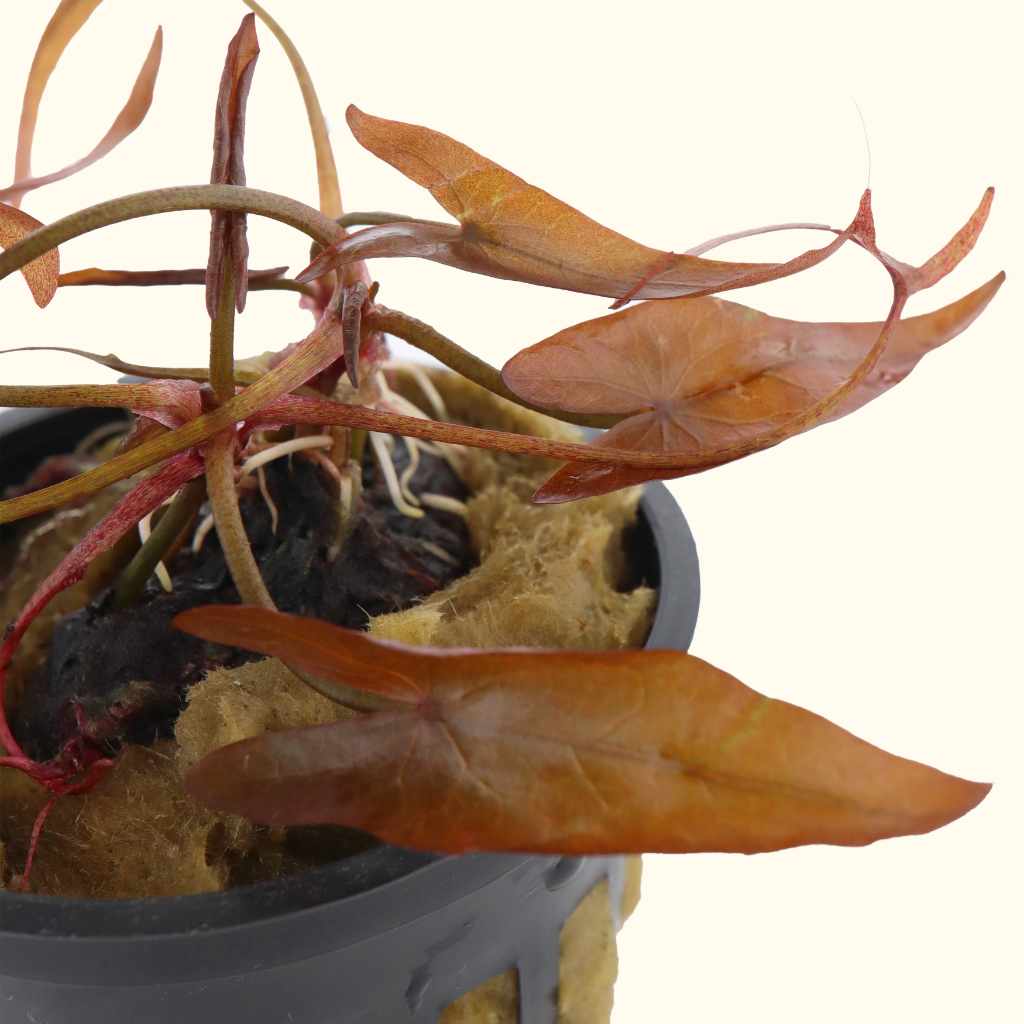 Red Dwarf Aquarium Lily Bulb - Nestor' Aquariums & Pets