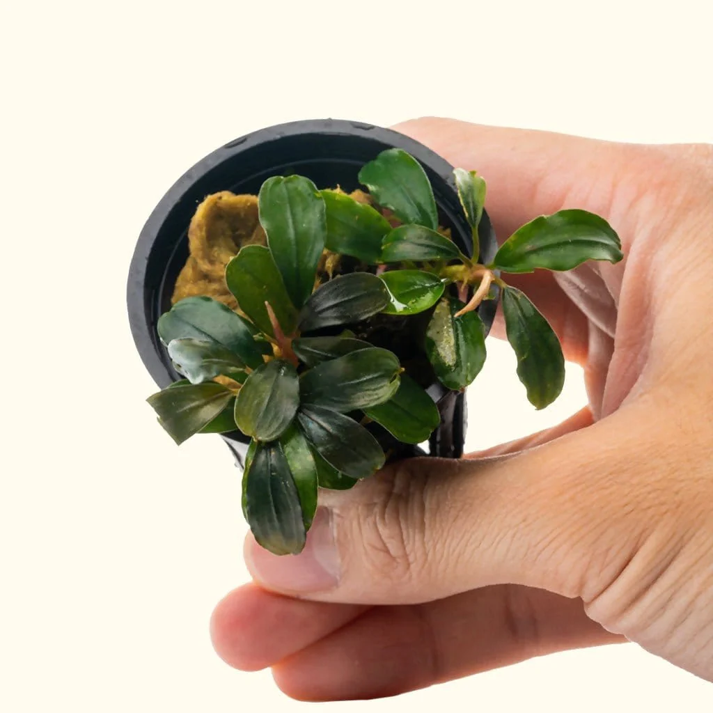 Bucephalandra Black Pearl - Nestor' Aquariums & Pets