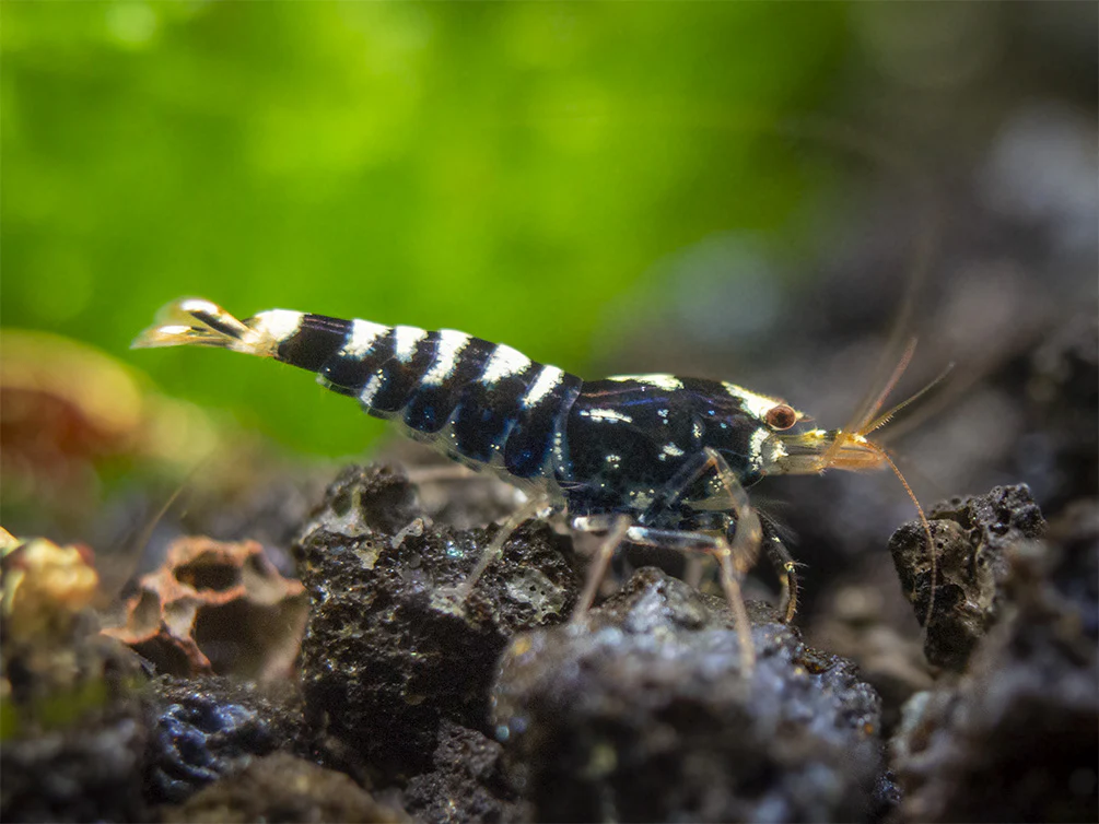 Black Galaxy Pinto Shrimp (Caridina cantonensis, A Grade), Tank-Bred - Nestor' Aquariums & Pets