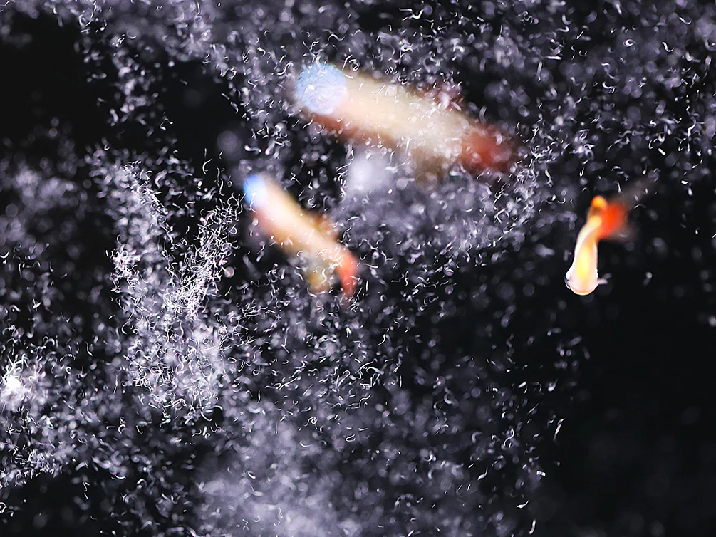 Vinegar Eels Starter Culture – Live Food - Nestor' Aquariums & Pets