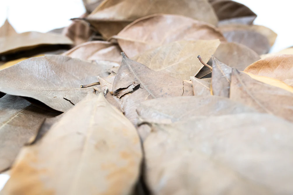 Jackfruit Leaves - Nestor' Aquariums & Pets