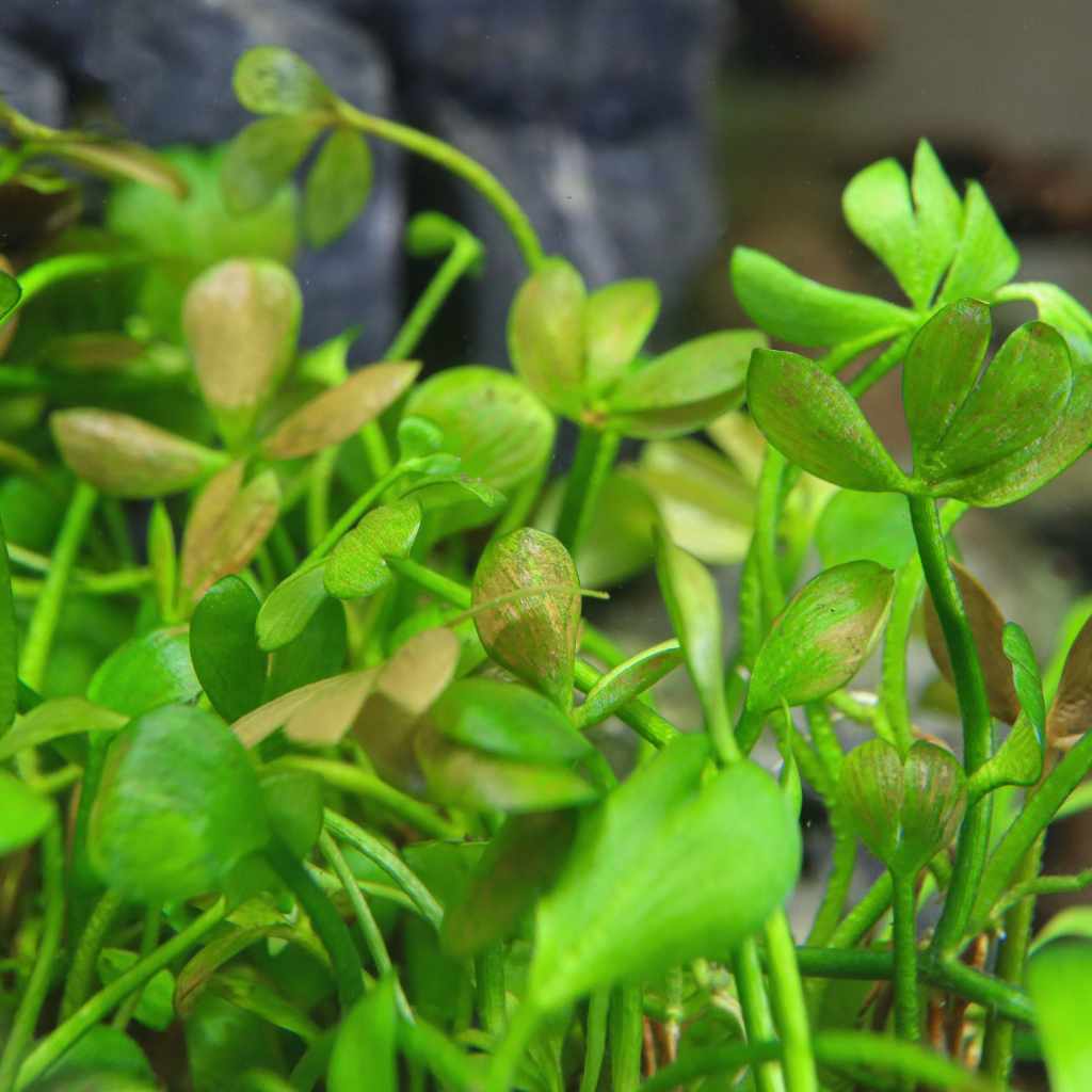 Marsilea Hirsuta Tissue Culture - Nestor' Aquariums & Pets