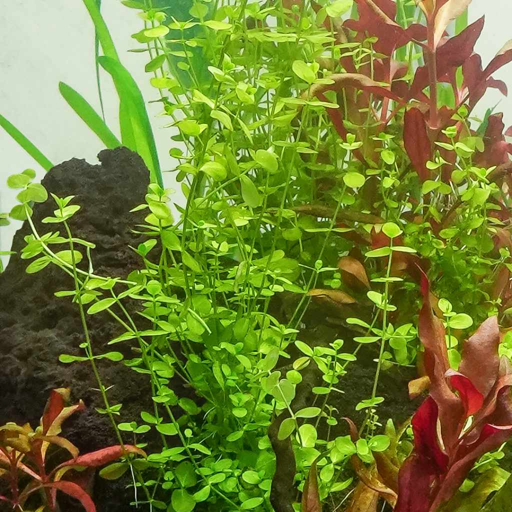 Baby Tears - Nestor' Aquariums & Pets