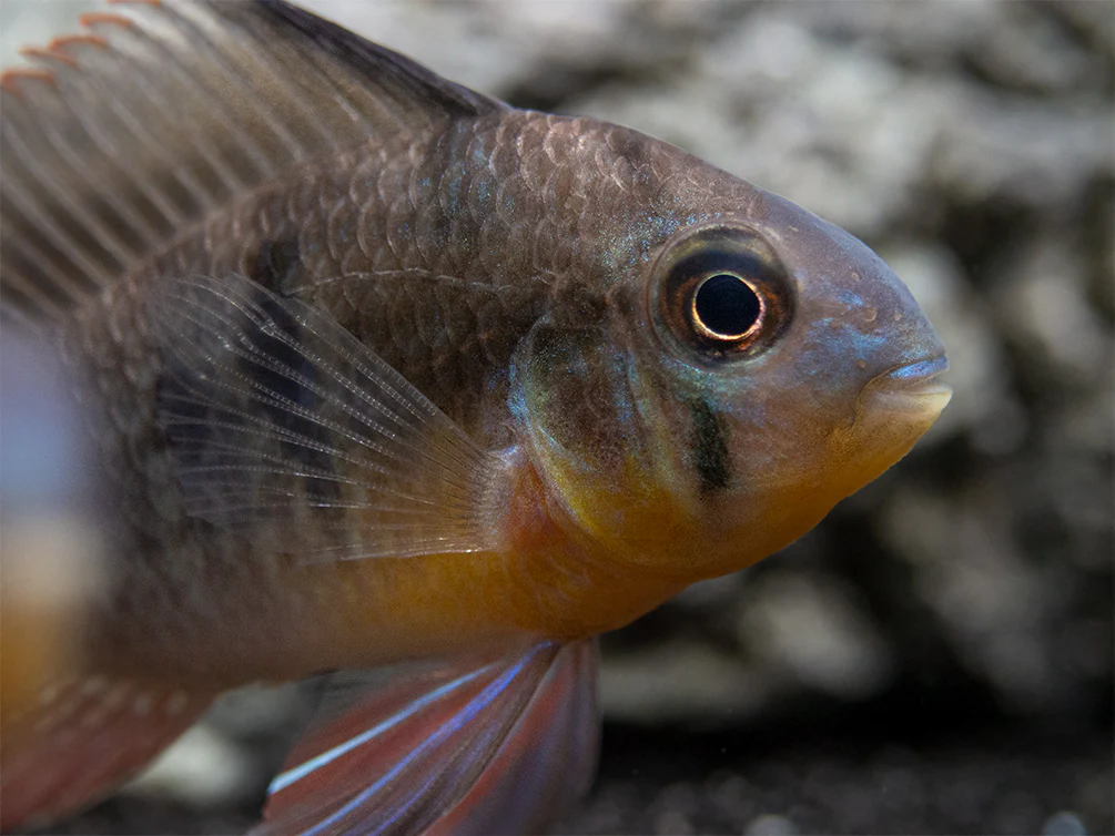 Bolivian Ram Dwarf Cichlid (Mikrogeophagus altispinosus), Tank-Bred - Nestor' Aquariums & Pets