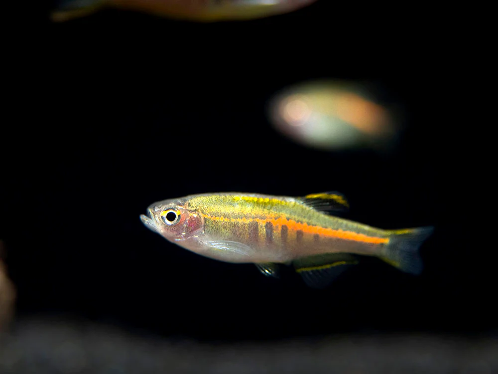 Glowlight Danio (Celestichthys choprae), Tank-Bred! - Nestor' Aquariums & Pets