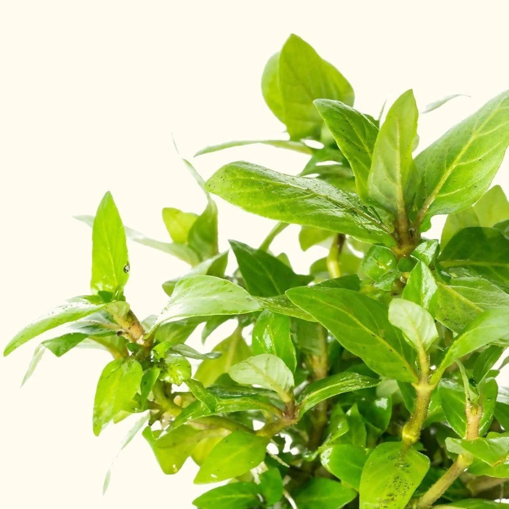 Staurogyne Repens - Nestor' Aquariums & Pets