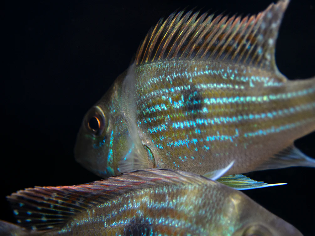 Sven's Eartheater Cichlid (Geophagus sveni), Tank-Bred! - Nestor' Aquariums & Pets