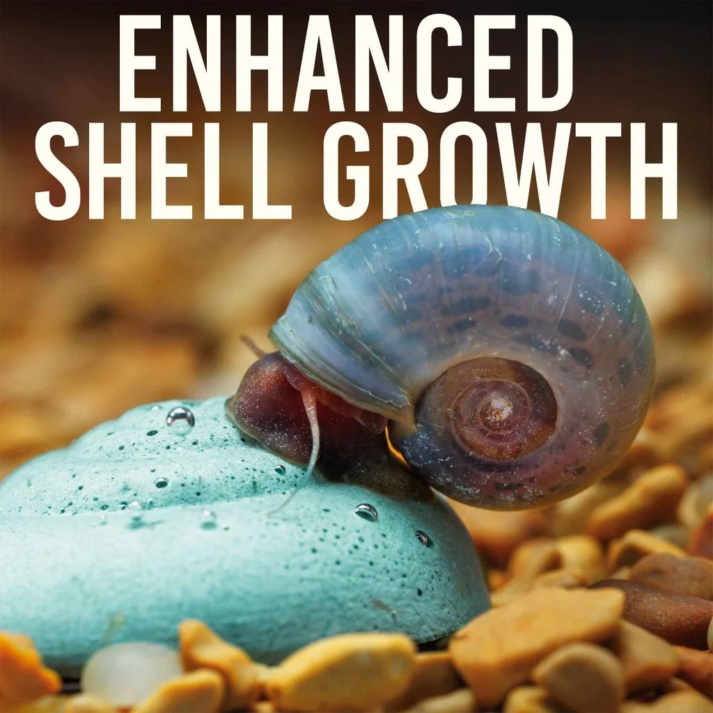 Easy Shrimp and Snail Shells - Nestor' Aquariums & Pets
