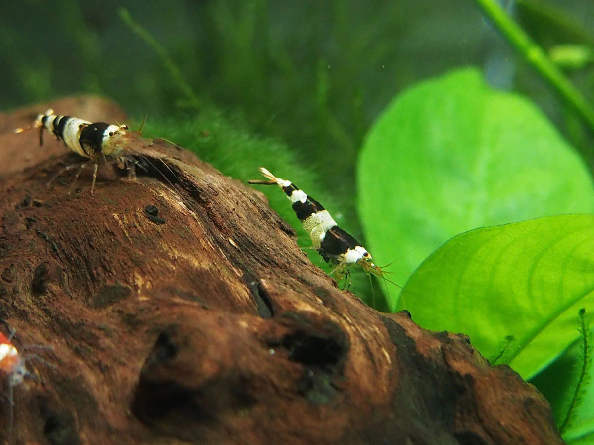 Crystal Black Shrimp (Caridina cantonensis, A-S Grade), Tank-Bred - Nestor' Aquariums & Pets