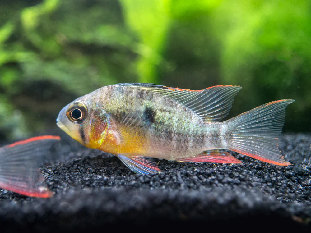 Bolivian Ram Dwarf Cichlid (Mikrogeophagus altispinosus), Tank-Bred - Nestor' Aquariums & Pets