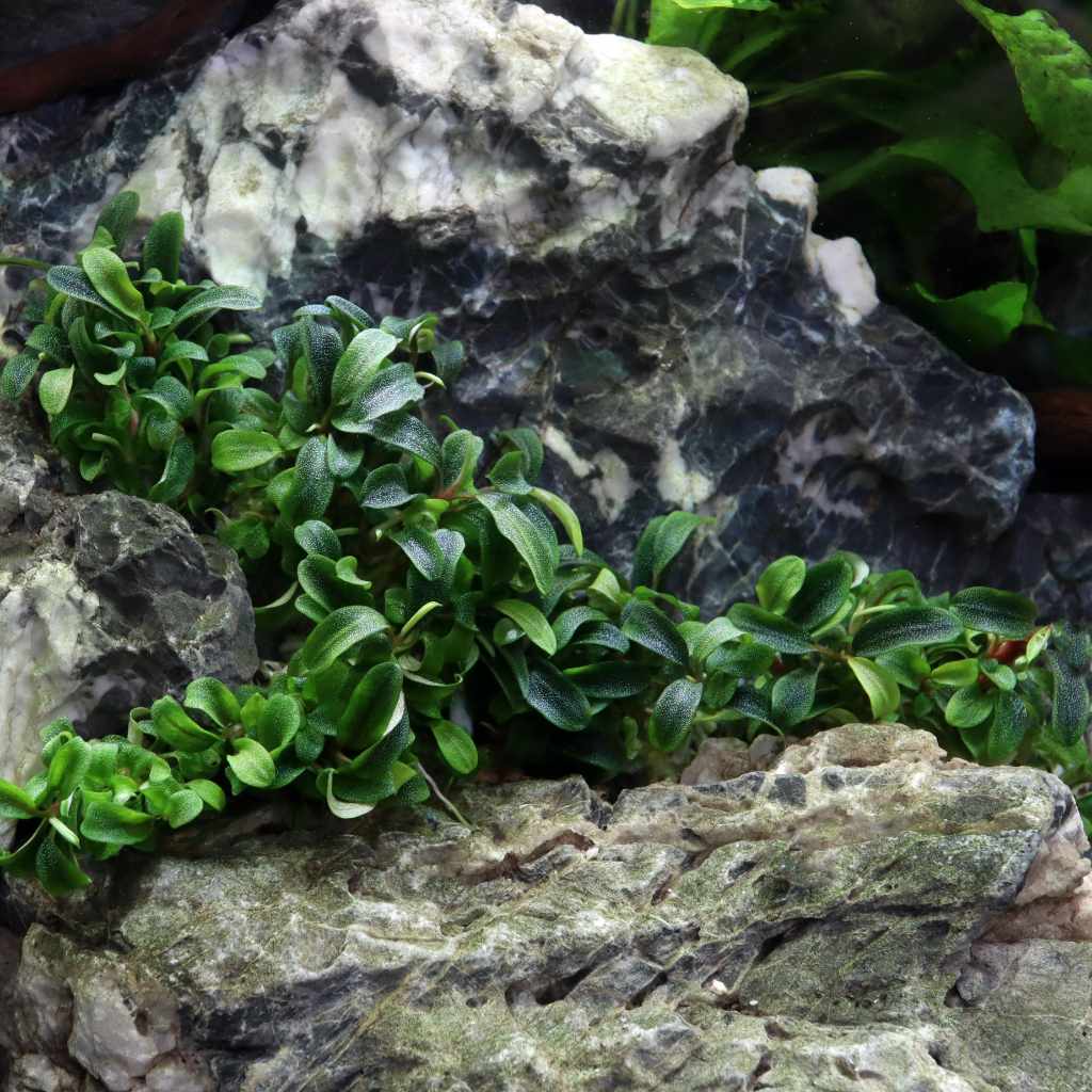 Bucephalandra Needle Leaf Tissue Culture - Nestor' Aquariums & Pets