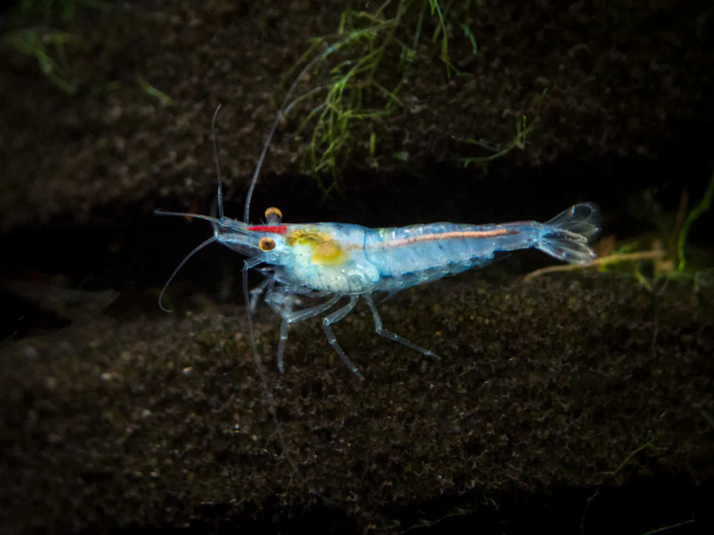 All Freshwater Shrimp - Nestor' Aquariums & Pets