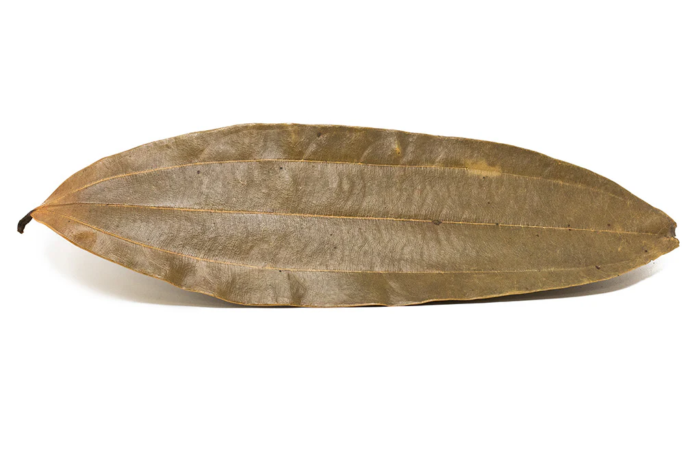 Cinnamon Leaves - Nestor' Aquariums & Pets