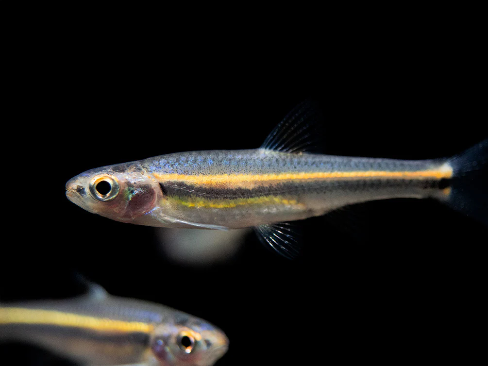 Rainbow Shiner (Notropsis chrosomus), Tank-Bred - Nestor' Aquariums & Pets