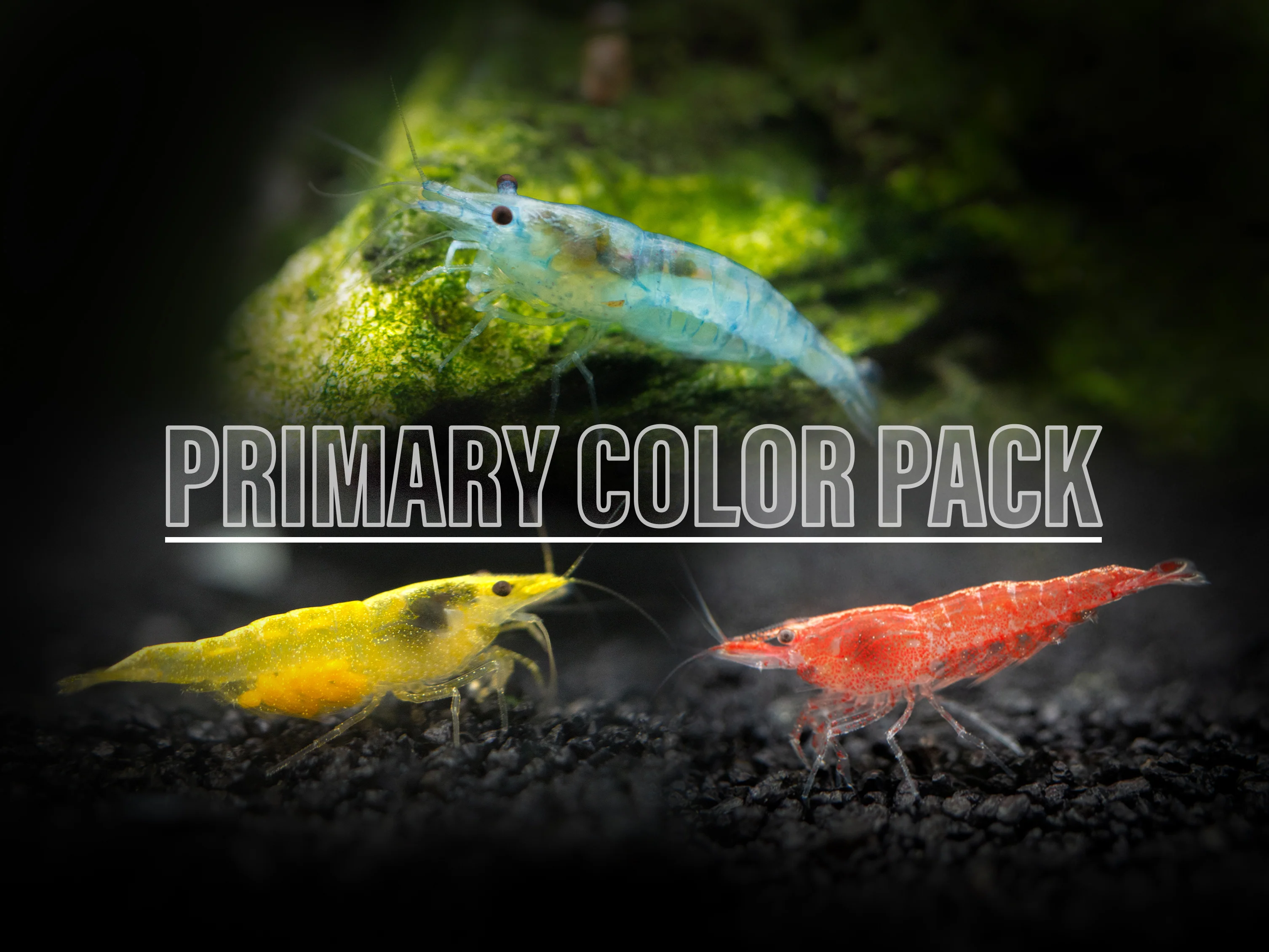 Primary Colors Dwarf Shrimp Combo Pack (Sakura Red, Neon Yellow, and Sky Blue), Tank-Bred! - Nestor' Aquariums & Pets