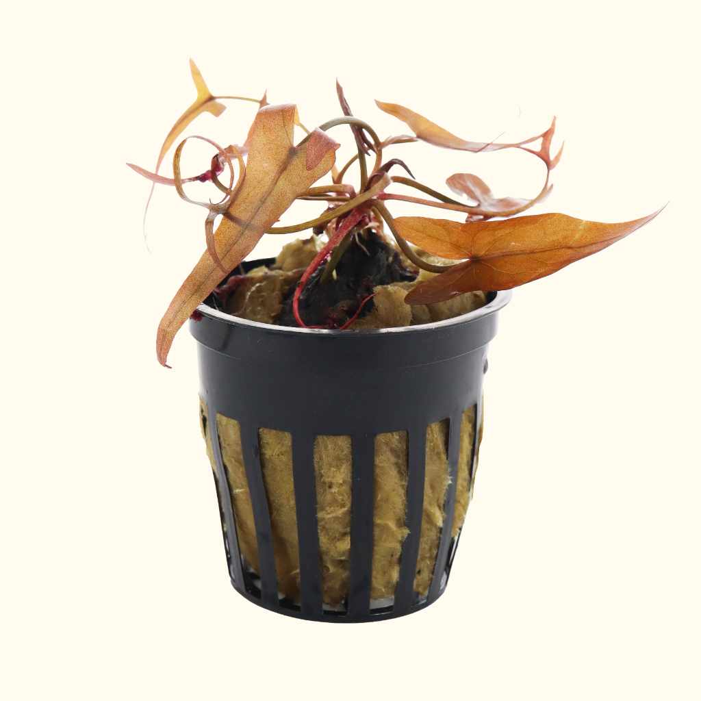 Red Dwarf Aquarium Lily Bulb - Nestor' Aquariums & Pets