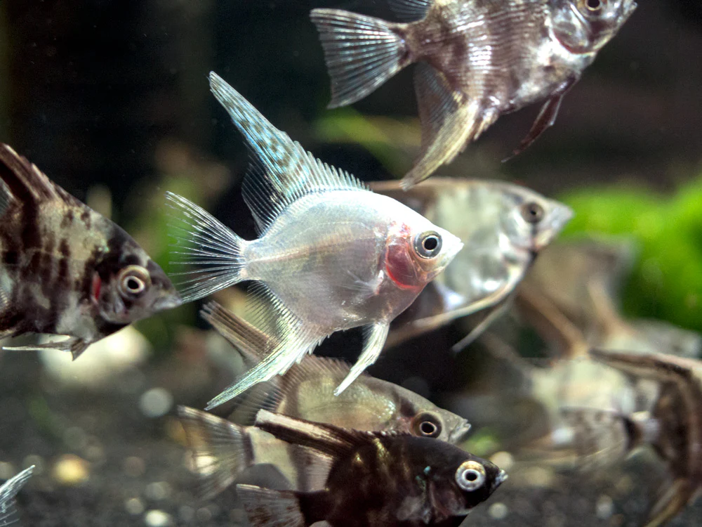 Assorted Angelfish (Pterophyllum scalare) - Tank-Bred! - Nestor' Aquariums & Pets