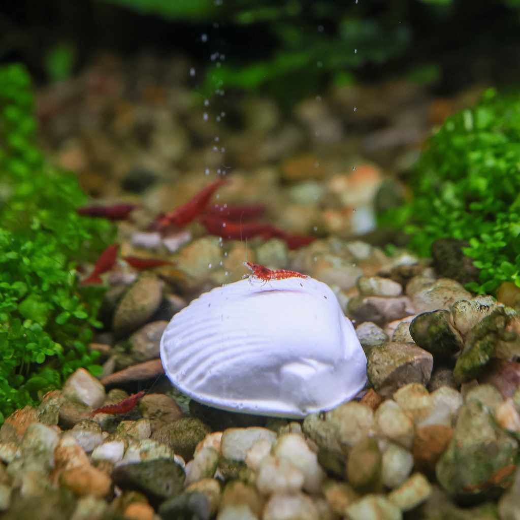 Wonder Shell - Nestor' Aquariums & Pets