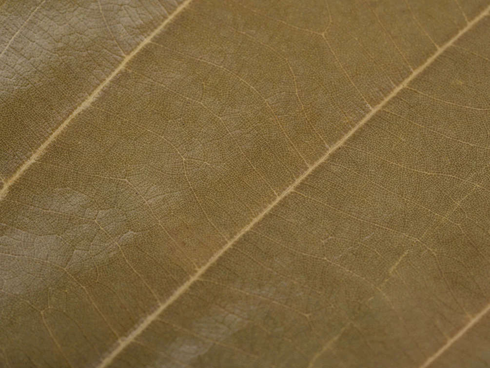 Cinnamon Leaves - Nestor' Aquariums & Pets