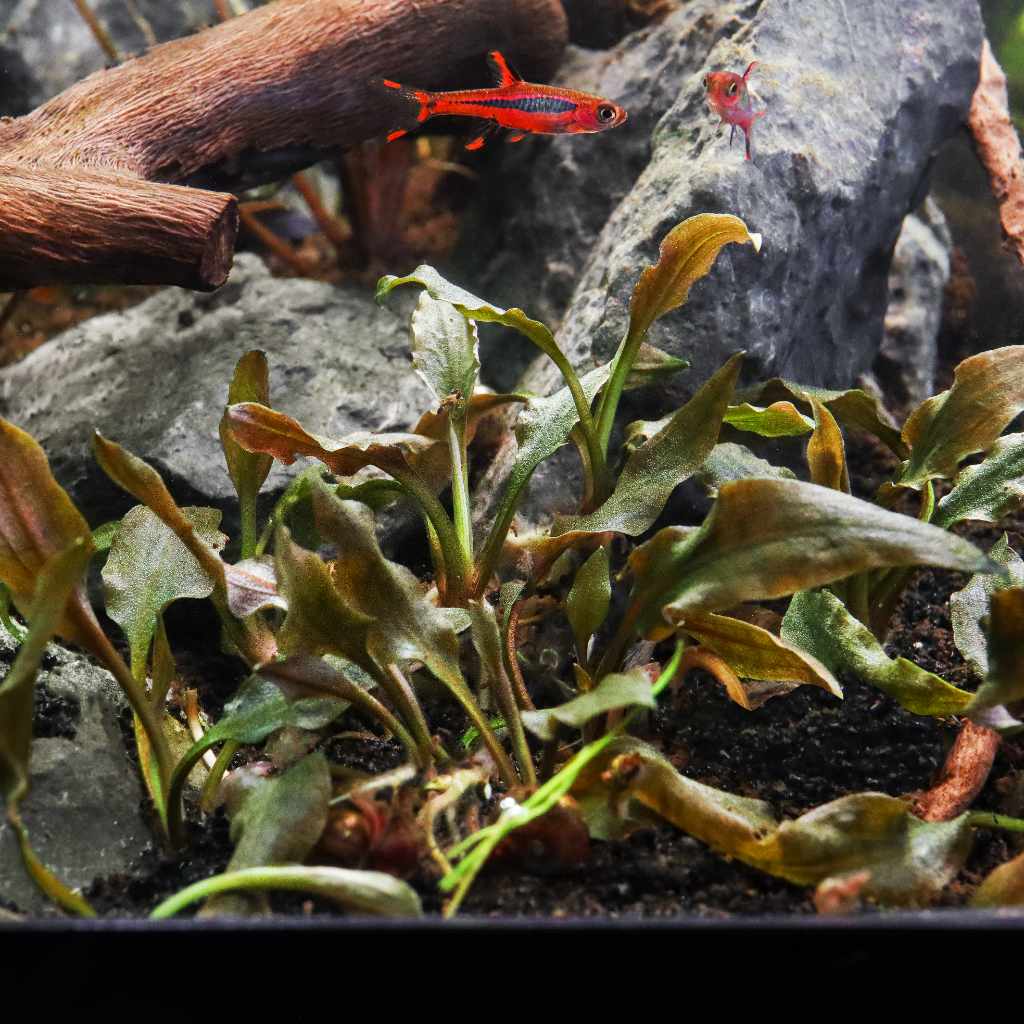 Cryptocoryne Wendtii 'Mi Oya' Tissue Culture - Nestor' Aquariums & Pets