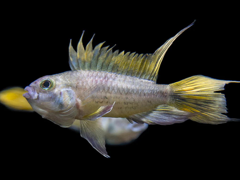 Yellow Flash Cockatoo Dwarf Cichlid (Apistogramma cacatuoides), Tank-Bred - Nestor' Aquariums & Pets