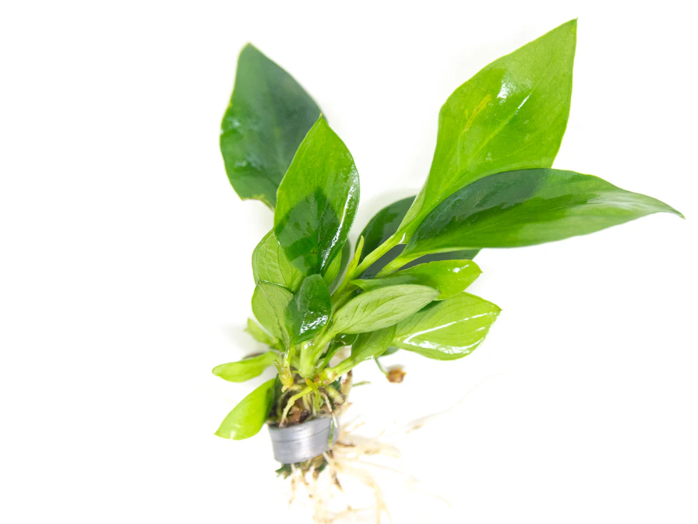 Anubias Nangi (Anubias barteri 