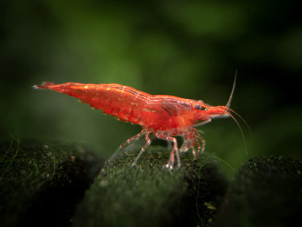 Sakura Red Cherry Shrimp (Neocaridina davidi), Tank-Bred - Nestor' Aquariums & Pets