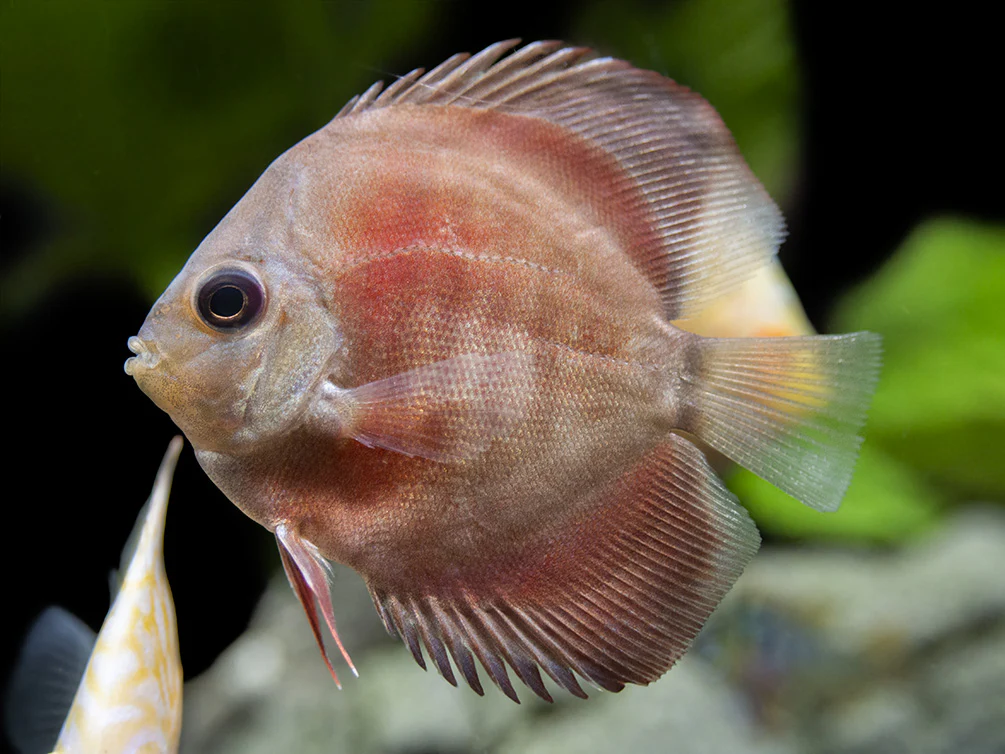 Dealer's Choice Discus (Symphysodon aequifasciatus), Tank-Bred - Nestor' Aquariums & Pets