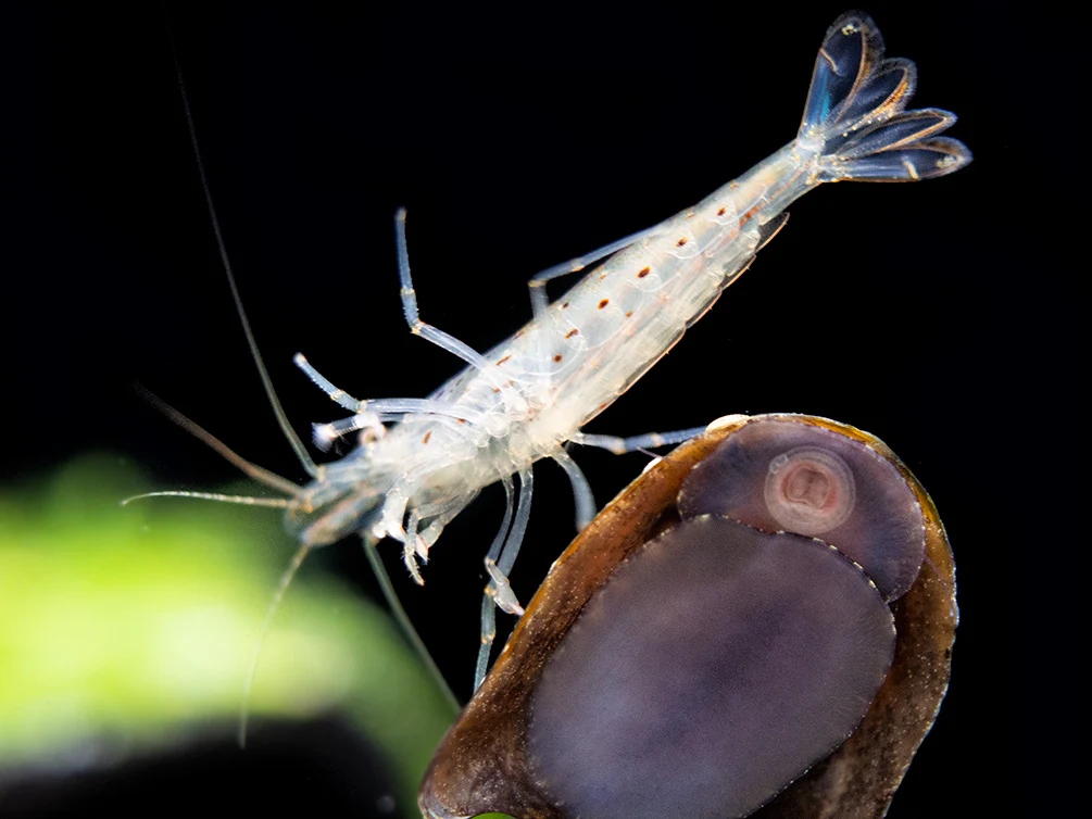 Amano AKA Yamato Shrimp (Caridina multidentata), CAPTIVE-BRED! - Nestor' Aquariums & Pets
