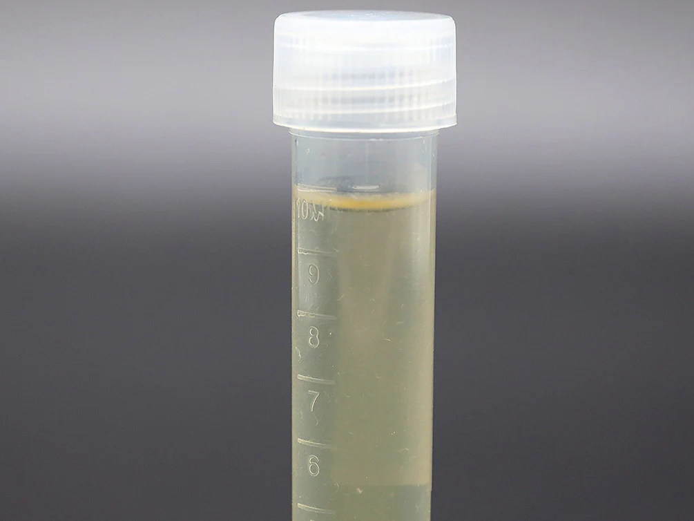 Vinegar Eels Starter Culture – Live Food - Nestor' Aquariums & Pets