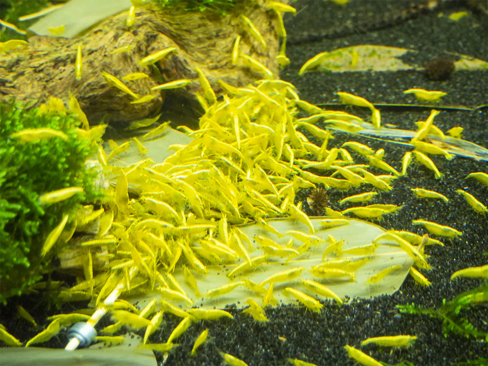 Golden Back Yellow Shrimp Breeder Combo Box - Nestor' Aquariums & Pets