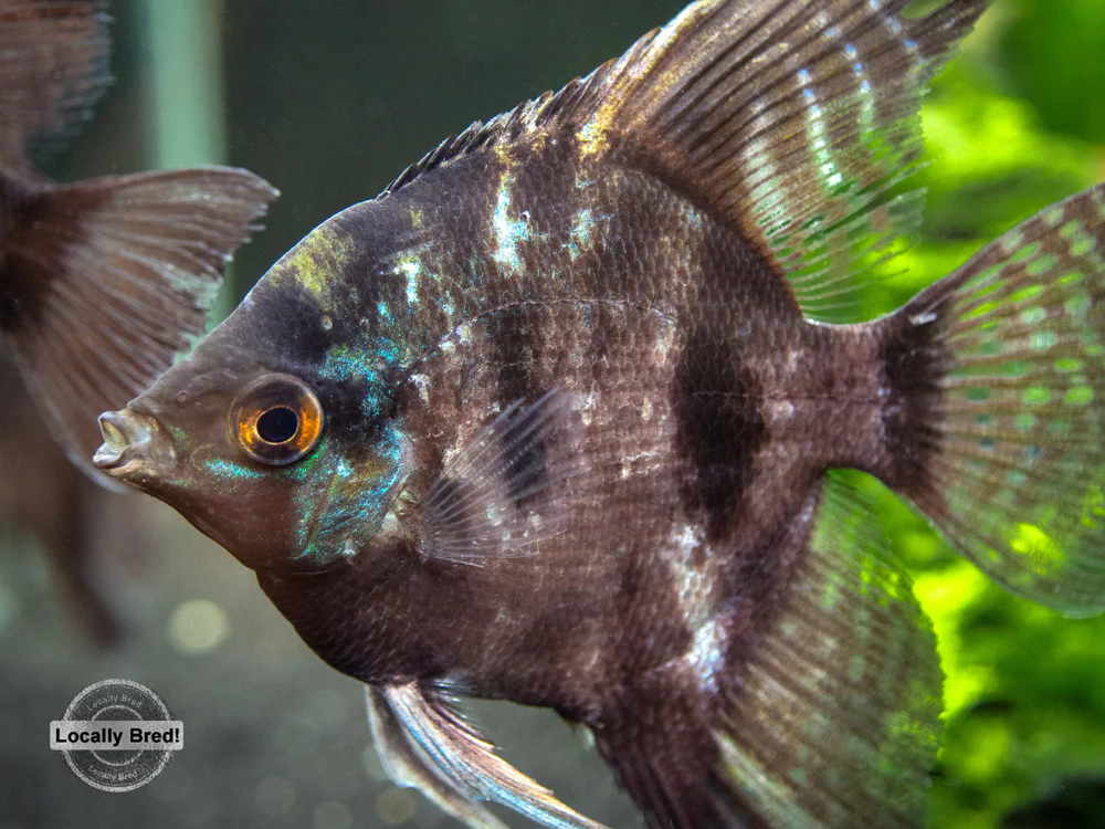 Black Angelfish (Pterophyllum scalare 