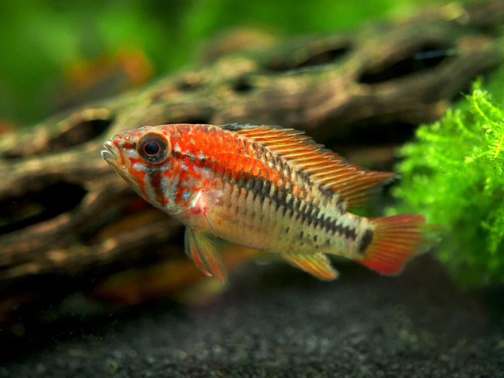 Red Shoulder Dwarf Cichlid (Apistogramma macmasteri), Tank-Bred - Nestor' Aquariums & Pets
