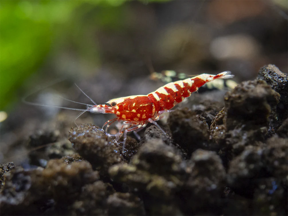Red Galaxy Pinto Shrimp (Caridina cantonensis, A Grade), Tank-Bred - Nestor' Aquariums & Pets