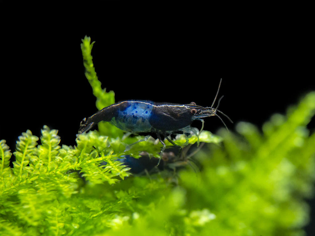 Carbon Rili Shrimp (Neocaridina davidi), Tank-Bred - Nestor' Aquariums & Pets