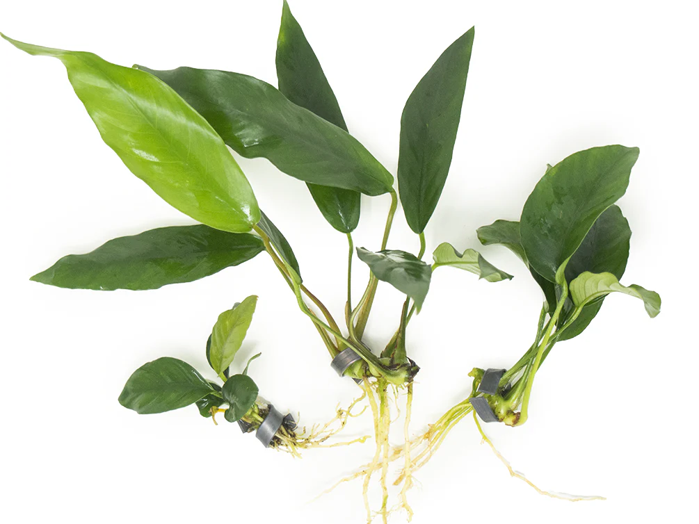 Anubias Beginner Combo Pack - Nestor' Aquariums & Pets