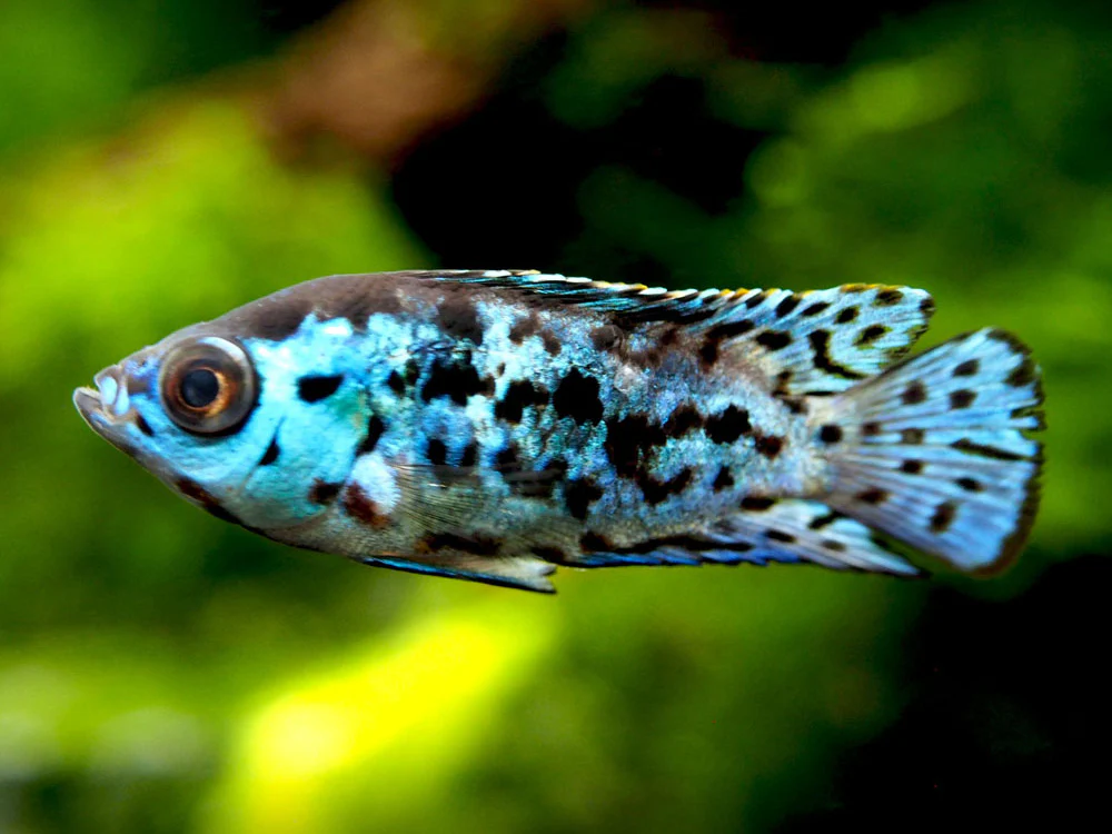 Electric Blue AKA Powder Blue Jack Dempsey Cichlid (Rocio octofasciata 