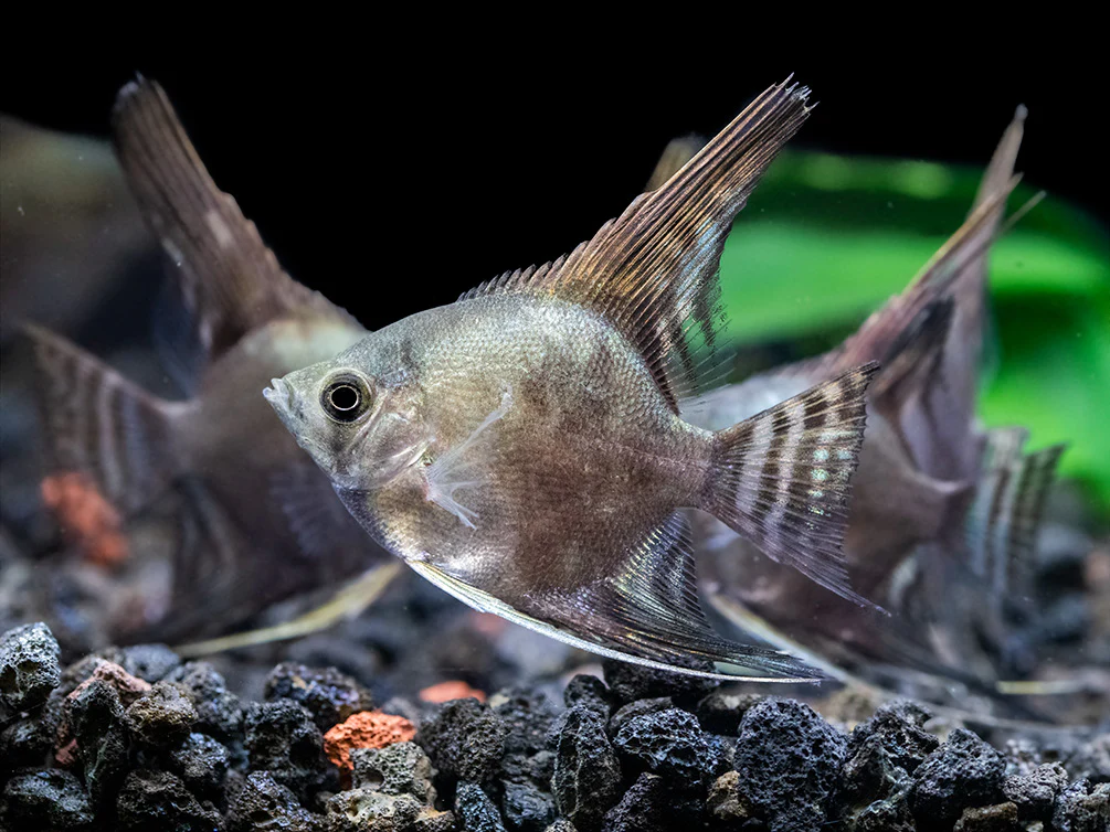 Philippine Blue Smokey Angelfish (Pterophyllum scalare) - TANK-BRED! - Nestor' Aquariums & Pets